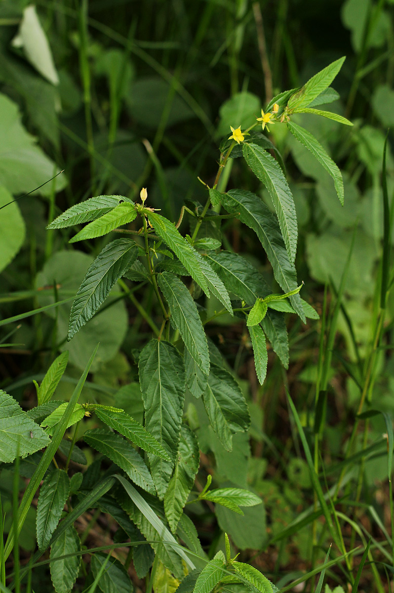 Corchorus trilocularis