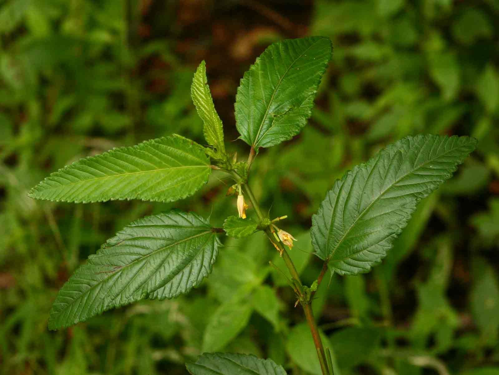 Corchorus trilocularis Corchorus trilocularis