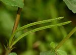 Corchorus trilocularis