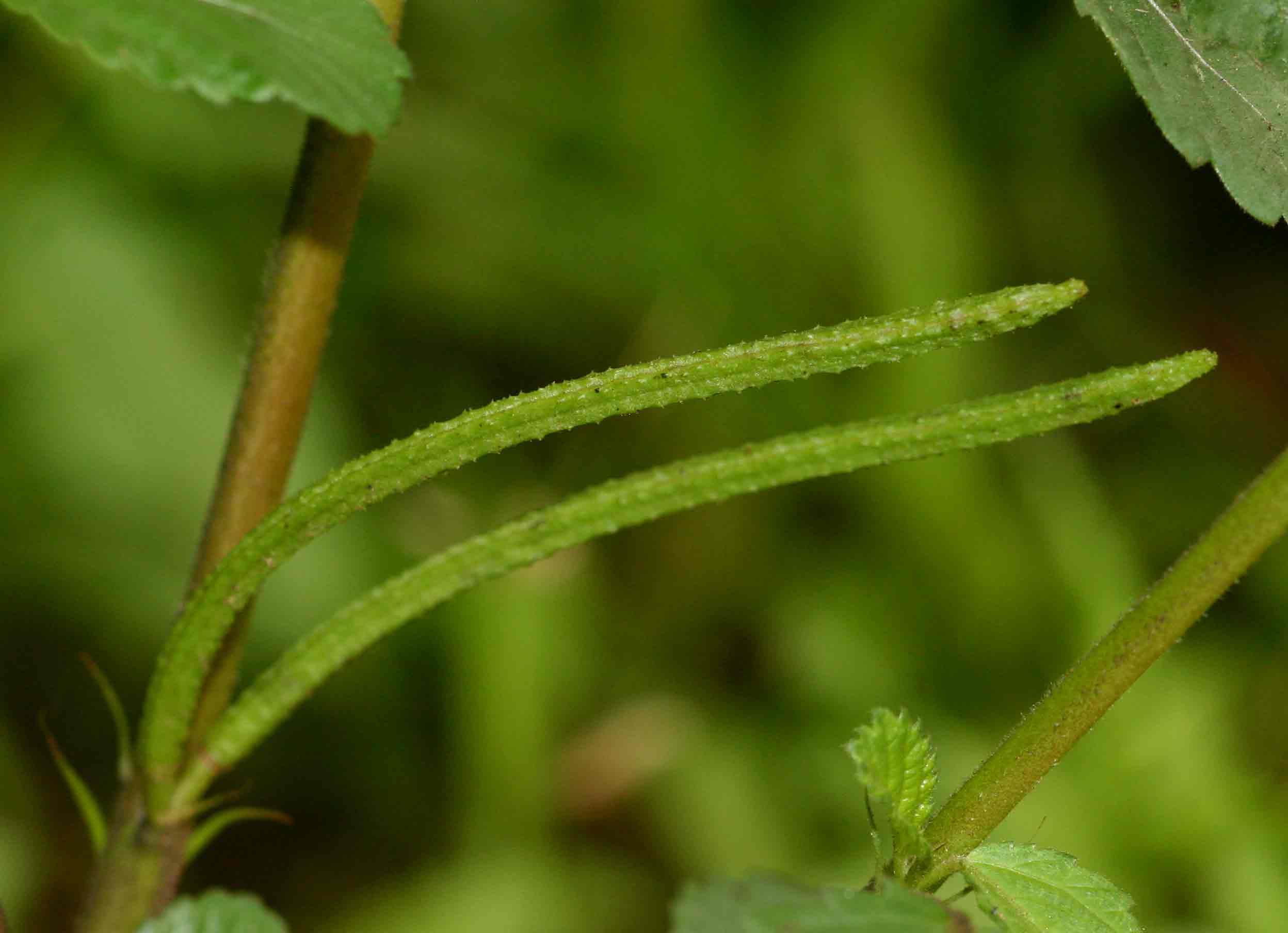 Corchorus trilocularis Corchorus trilocularis