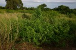 Corchorus trilocularis
