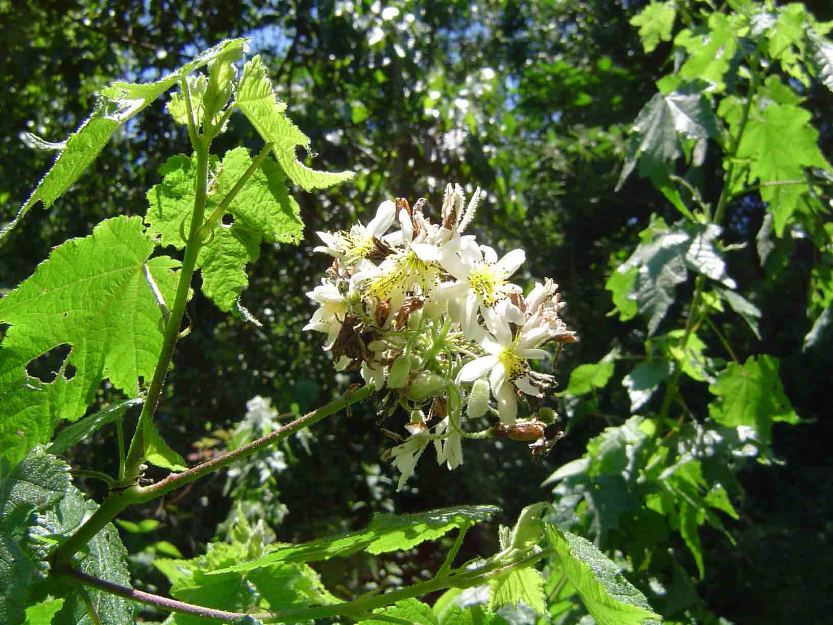 Sparrmannia ricinocarpa subsp. ricinocarpa