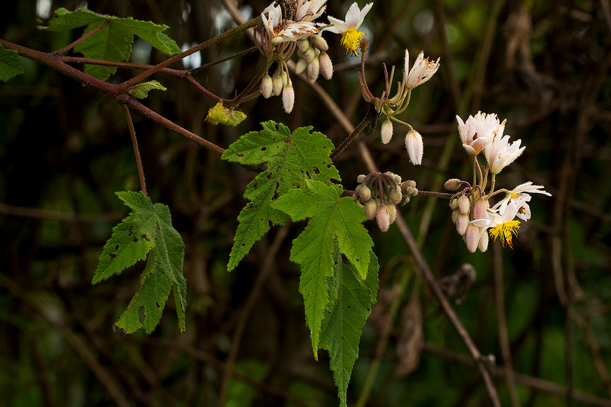 Sparrmannia ricinocarpa subsp. ricinocarpa Sparrmannia ricinocarpa subsp. ricinocarpa