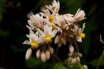 Sparrmannia ricinocarpa subsp. ricinocarpa