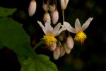 Sparrmannia ricinocarpa subsp. ricinocarpa