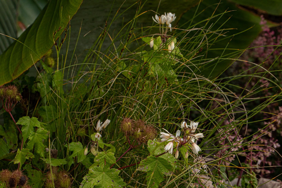 Sparrmannia ricinocarpa subsp. ricinocarpa Sparrmannia ricinocarpa subsp. ricinocarpa