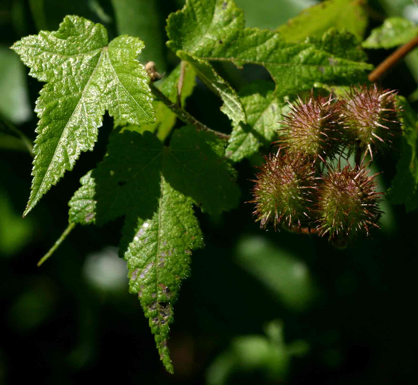 Sparrmannia ricinocarpa subsp. ricinocarpa Sparrmannia ricinocarpa subsp. ricinocarpa
