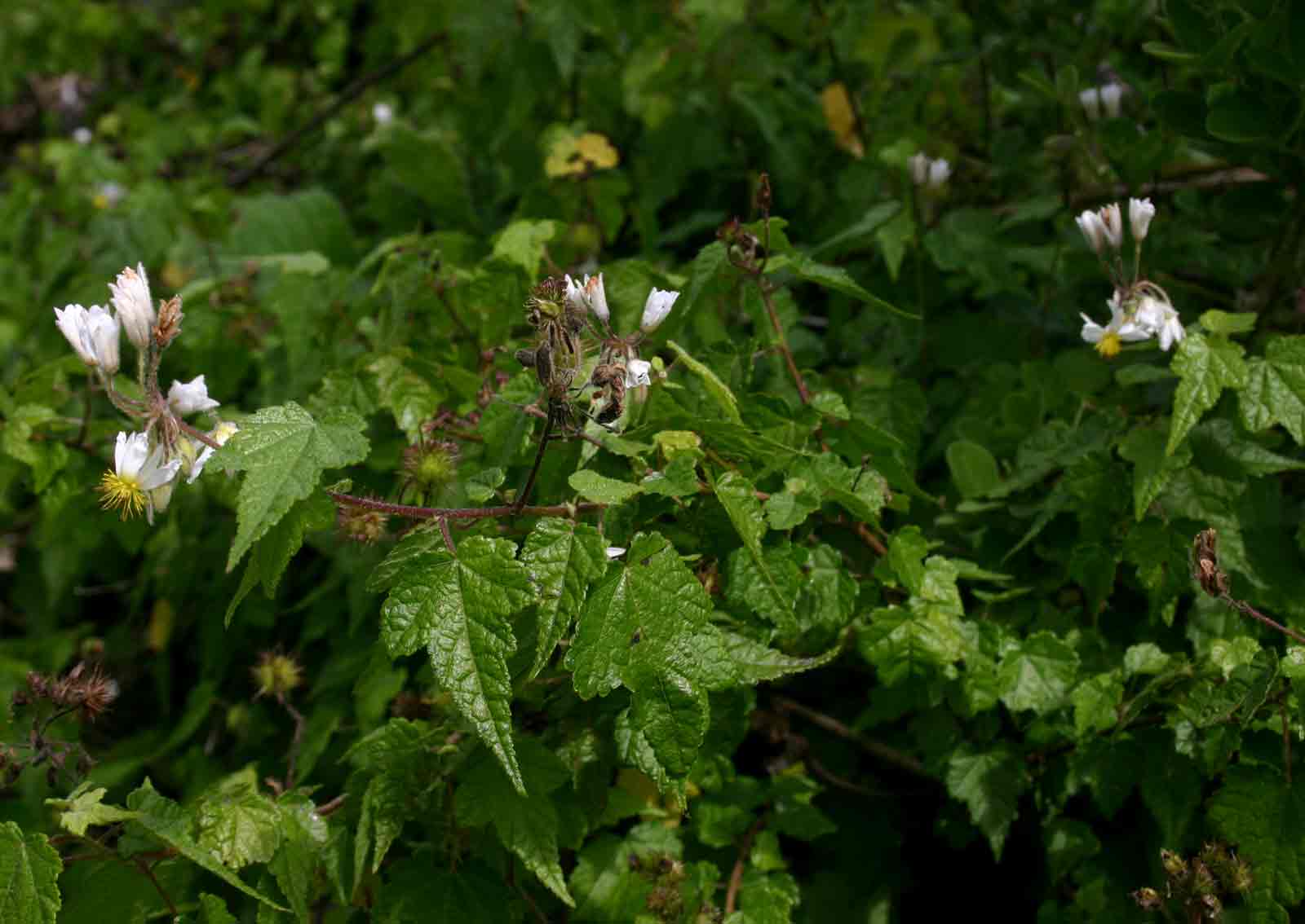 Sparrmannia ricinocarpa subsp. ricinocarpa