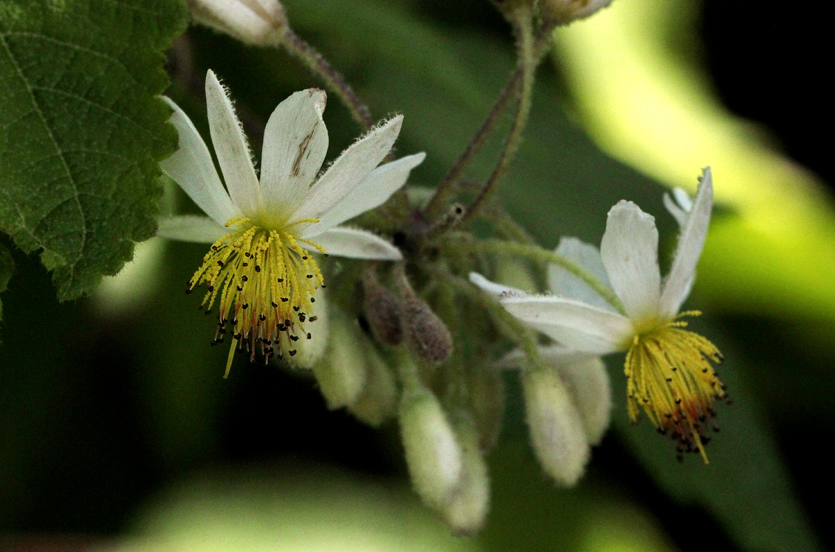 Sparrmannia ricinocarpa subsp. ricinocarpa Sparrmannia ricinocarpa subsp. ricinocarpa