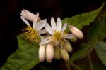 Sparrmannia ricinocarpa subsp. ricinocarpa