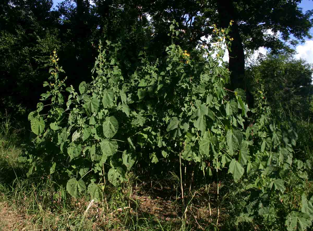 Abutilon angulatum var. angulatum Abutilon angulatum var. angulatum