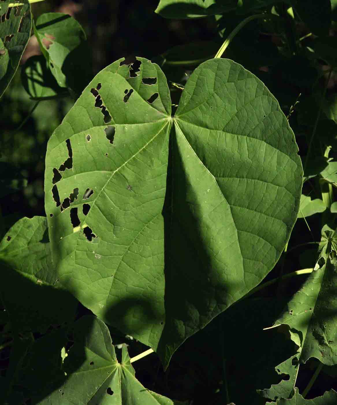 Abutilon angulatum var. angulatum Abutilon angulatum var. angulatum