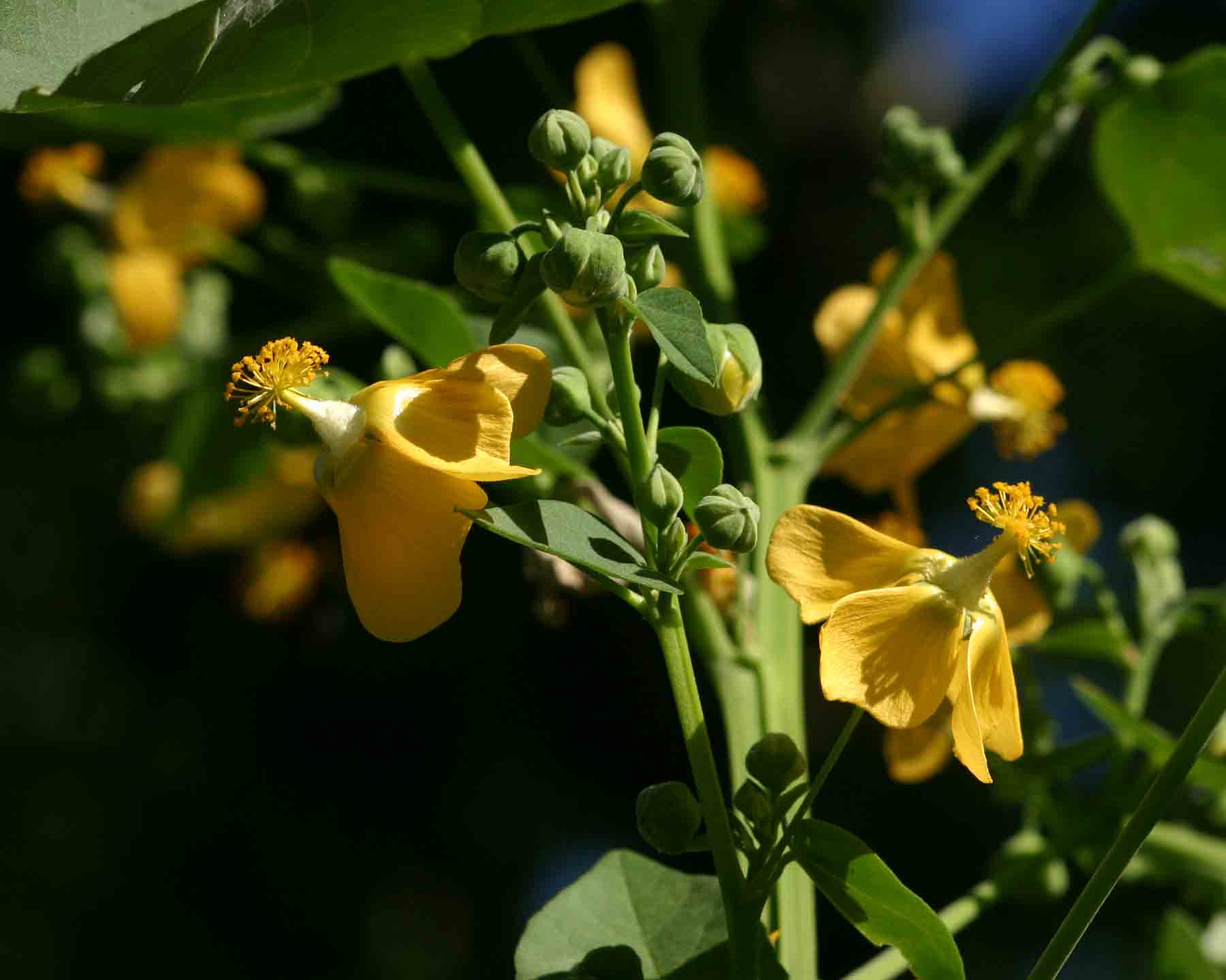 Abutilon angulatum var. angulatum Abutilon angulatum var. angulatum