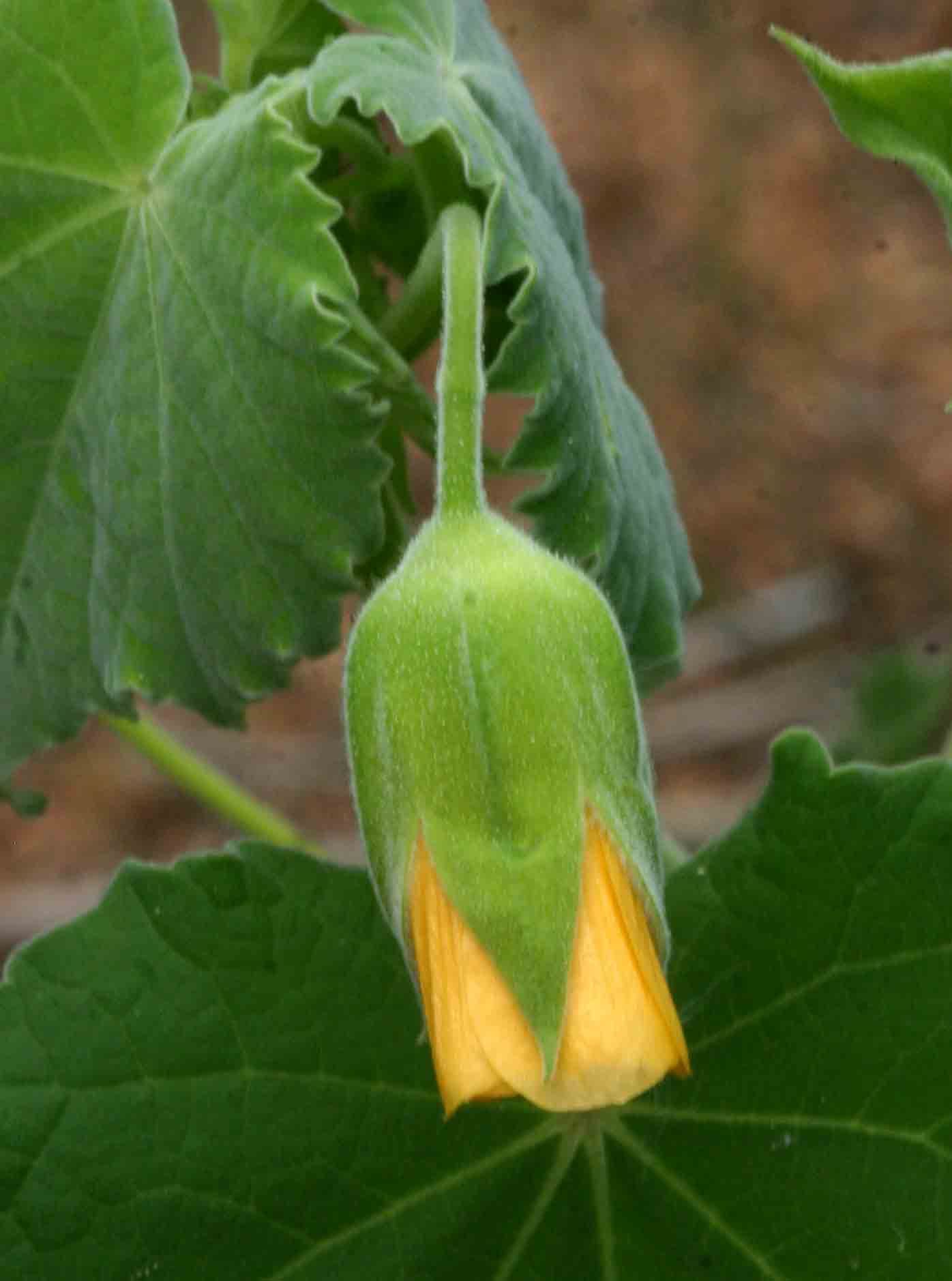 Abutilon grandiflorum Abutilon grandiflorum