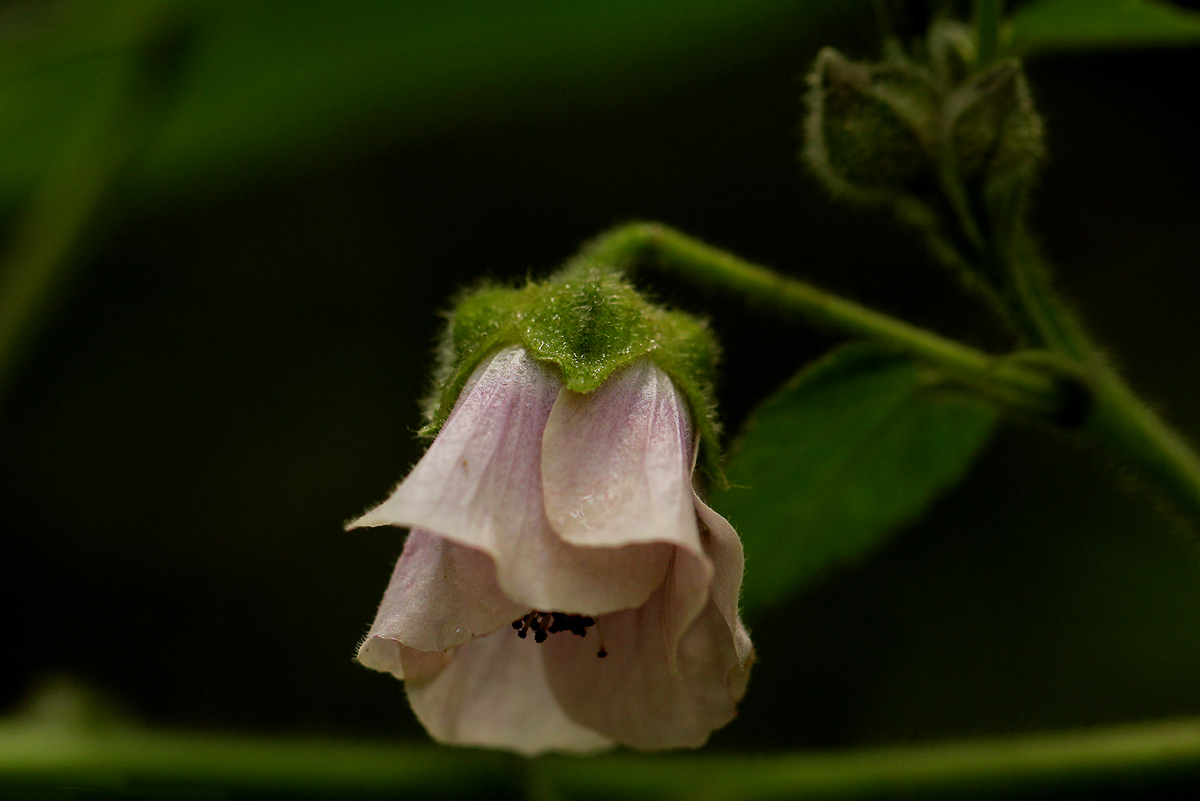 Abutilon longicuspe Abutilon longicuspe