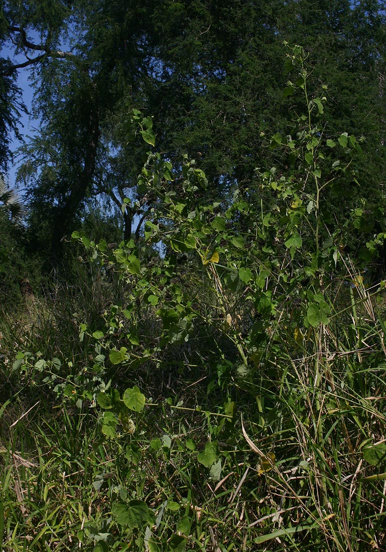 Abutilon mauritianum Abutilon mauritianum