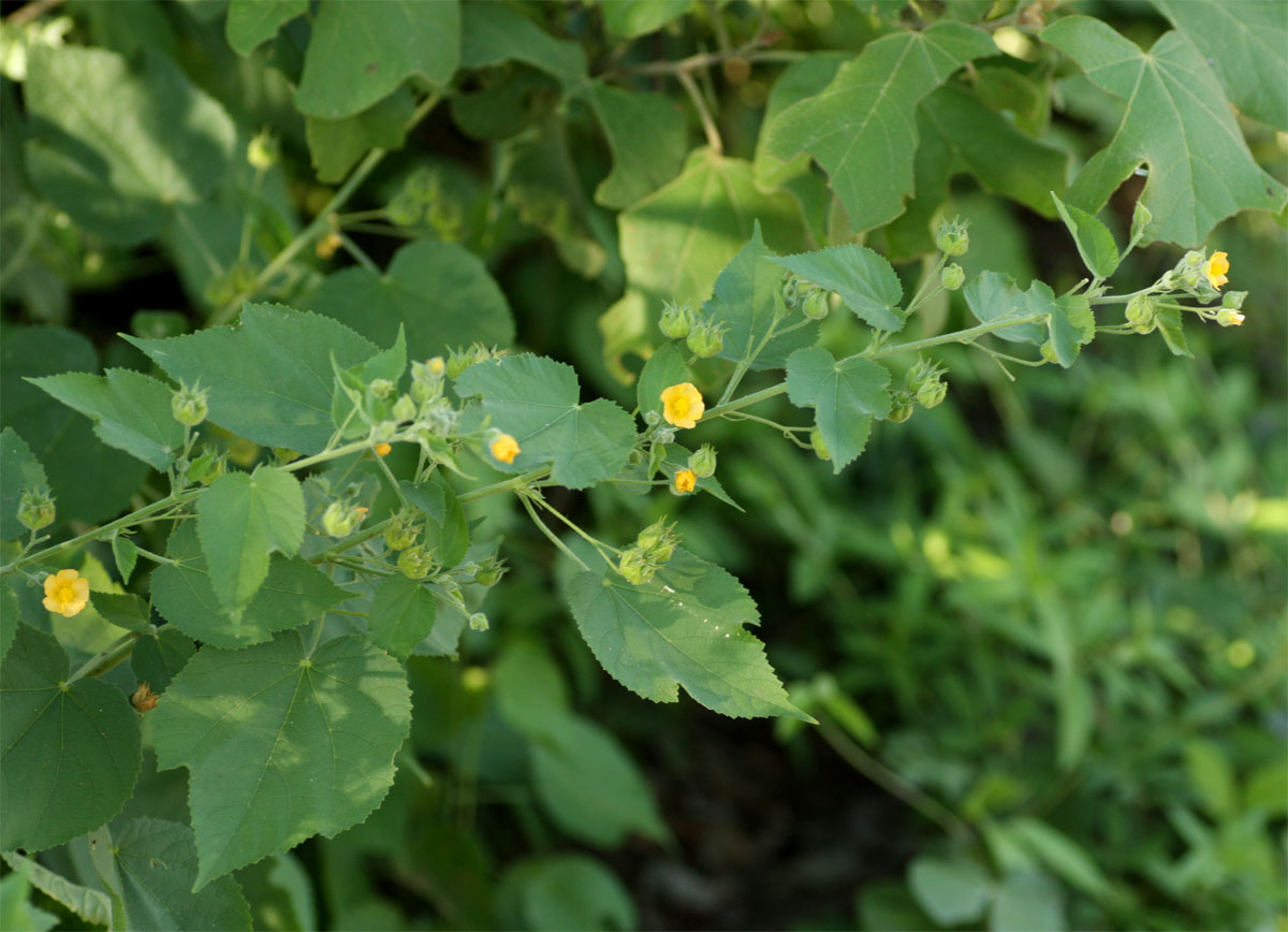Abutilon ramosum Abutilon ramosum