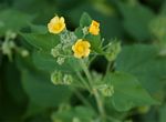 Abutilon ramosum