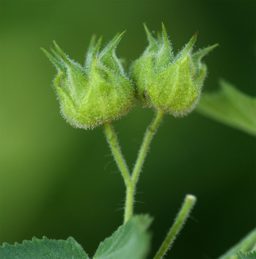 Abutilon ramosum Abutilon ramosum