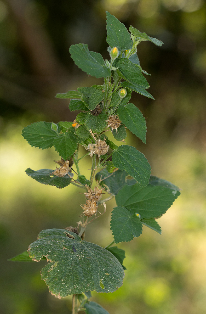 Abutilon ramosum Abutilon ramosum