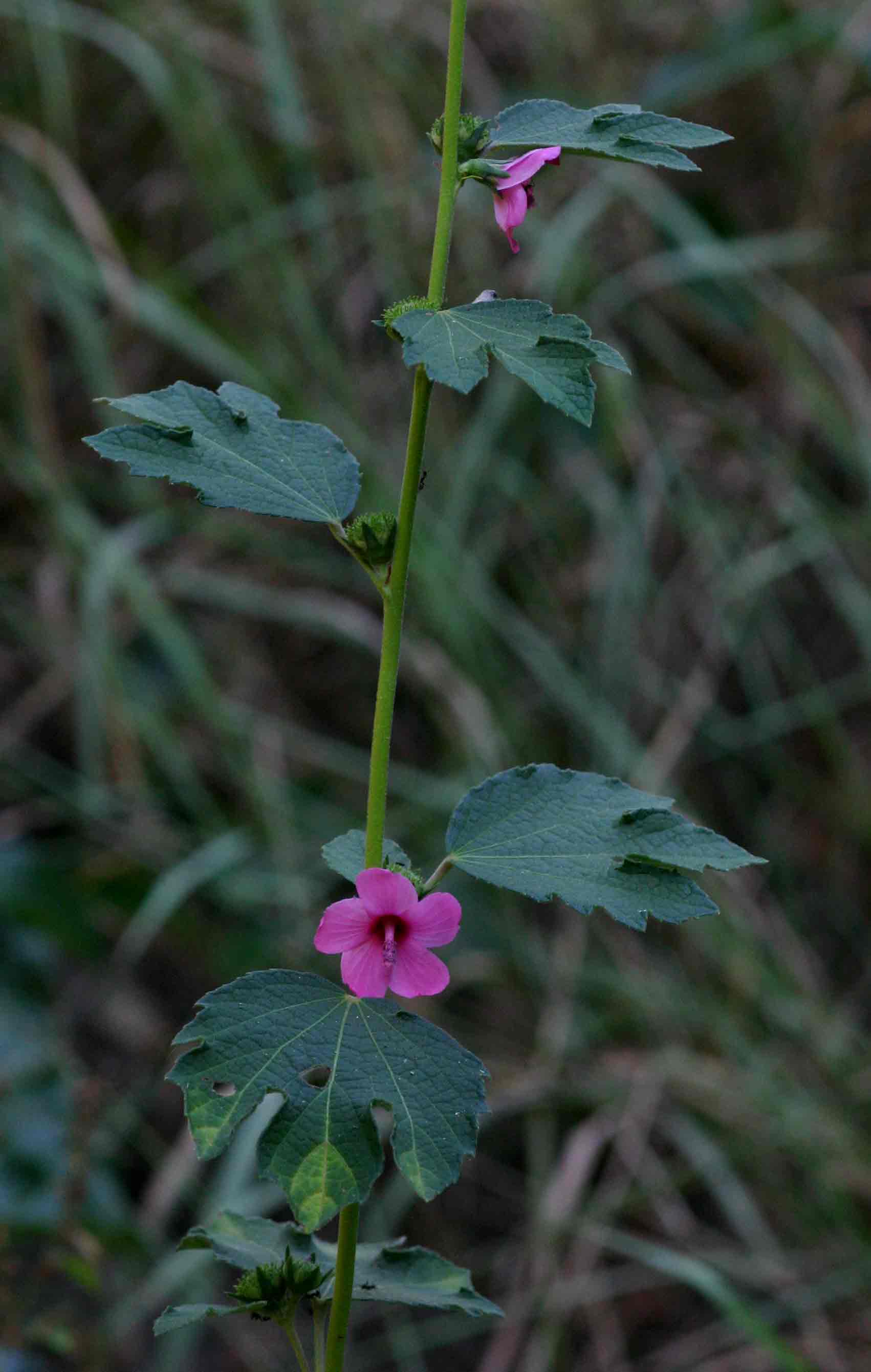 Urena lobata