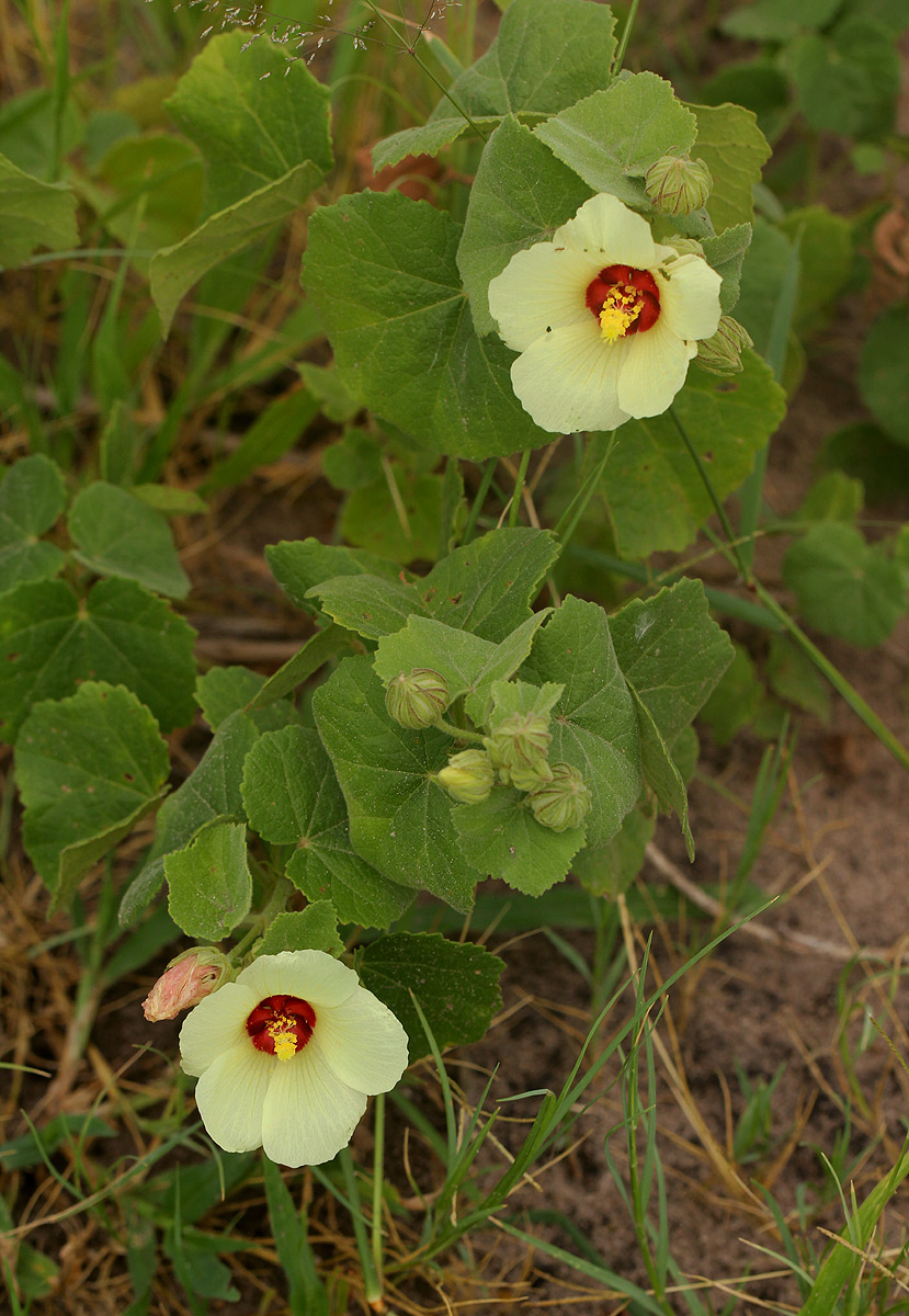 Pavonia senegalensis Pavonia senegalensis