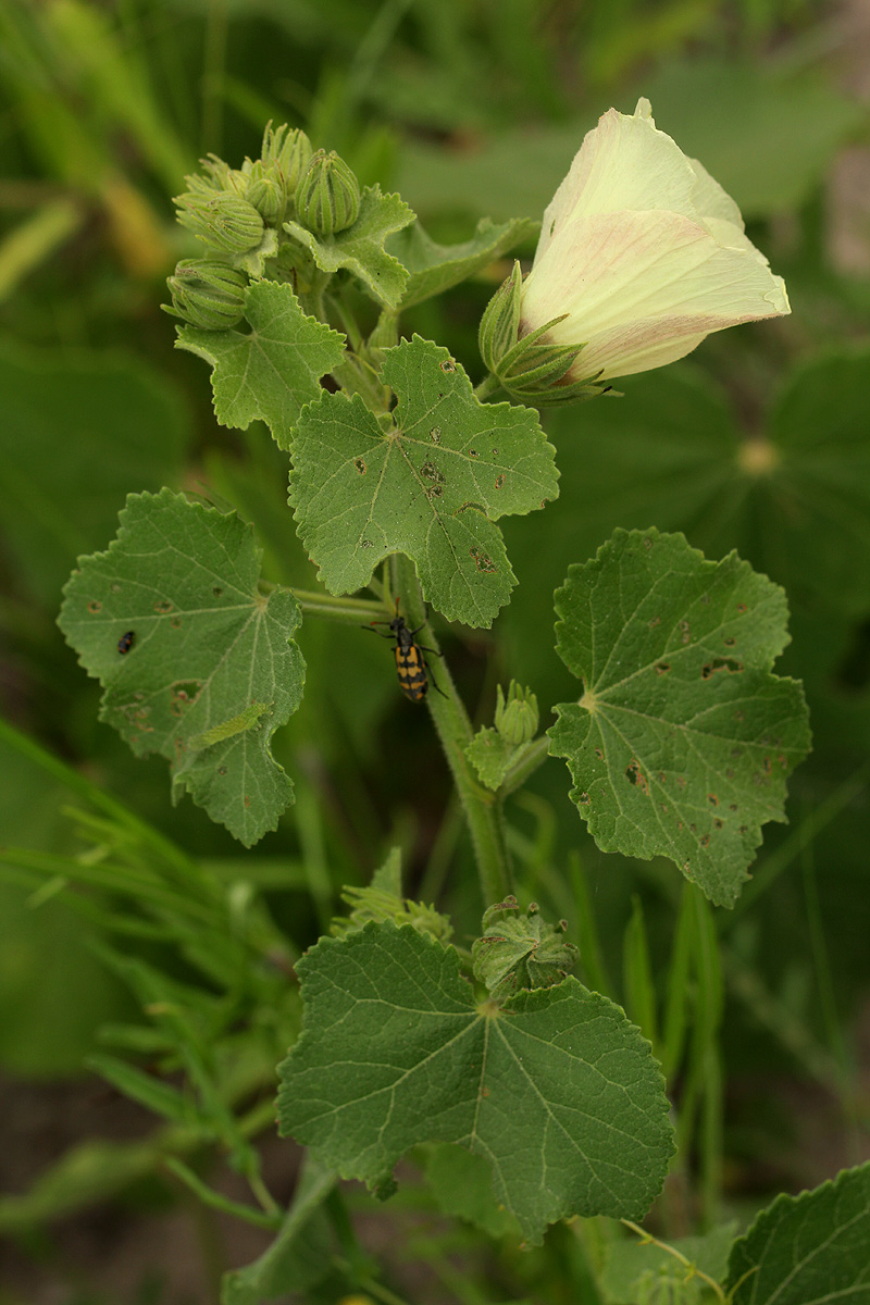 Pavonia senegalensis Pavonia senegalensis
