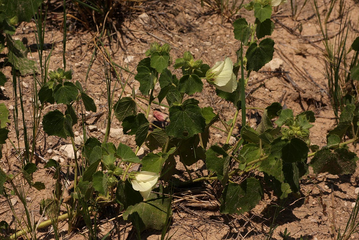 Pavonia senegalensis Pavonia senegalensis