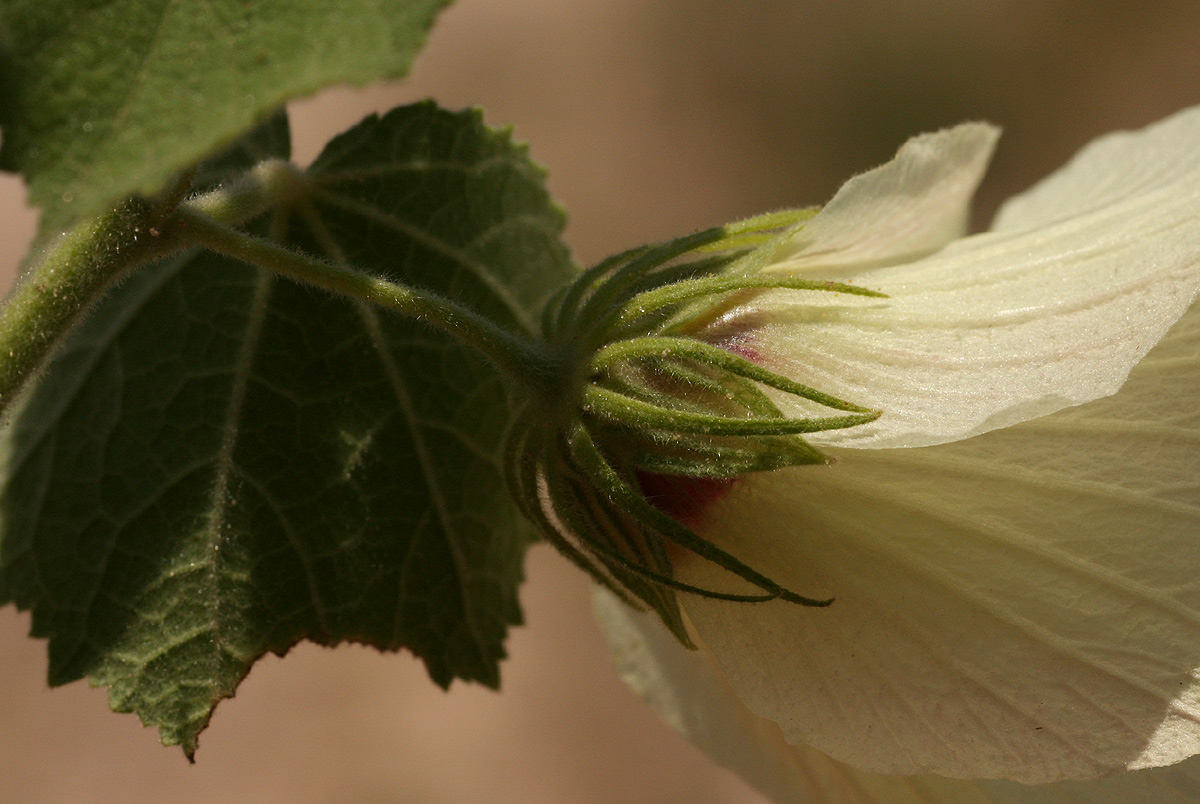 Pavonia senegalensis Pavonia senegalensis