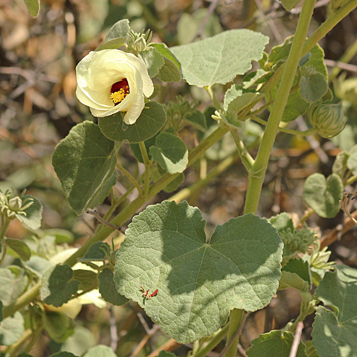 Pavonia senegalensis Pavonia senegalensis