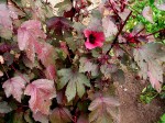 Hibiscus acetosella
