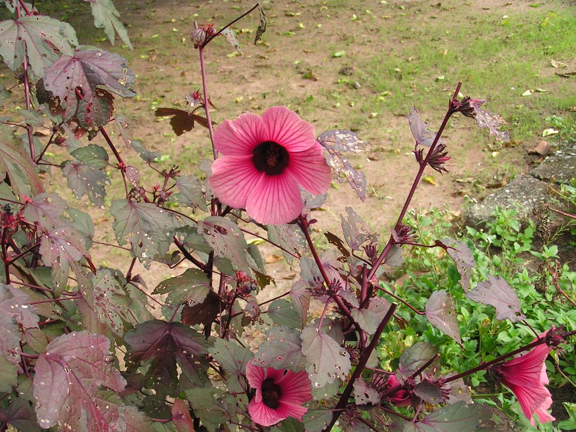 Hibiscus acetosella