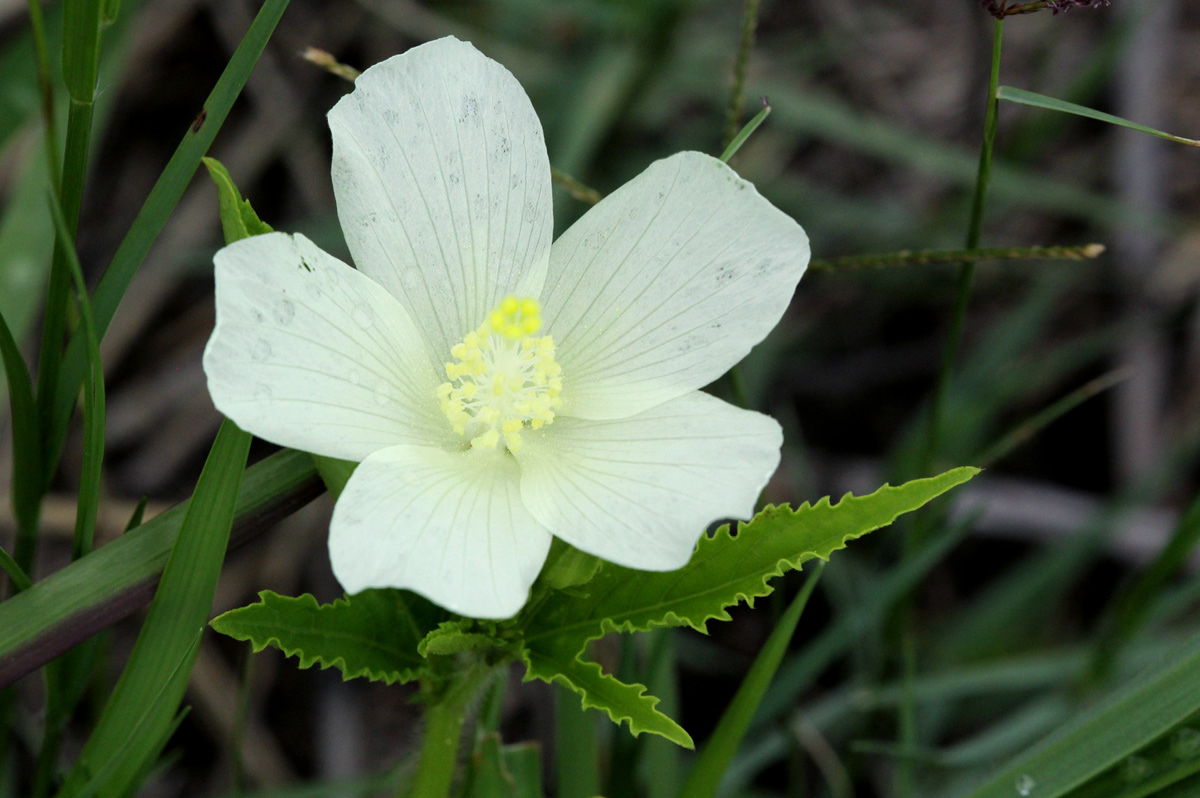 Hibiscus articulatus Hibiscus articulatus