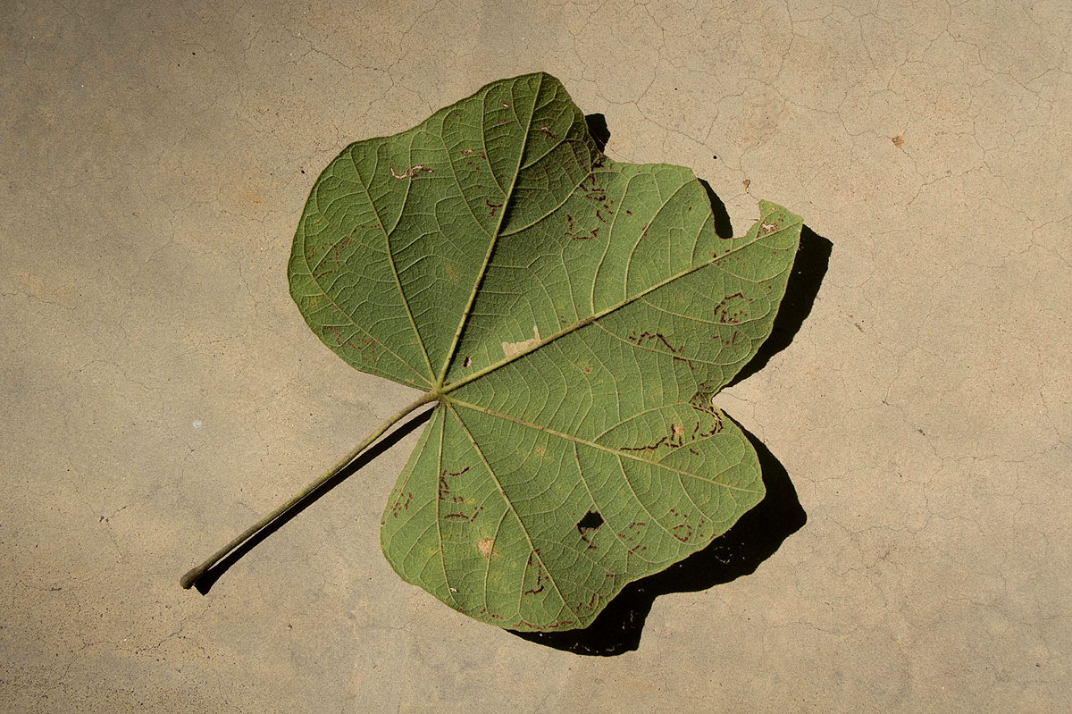 Thespesia garckeana Thespesia garckeana