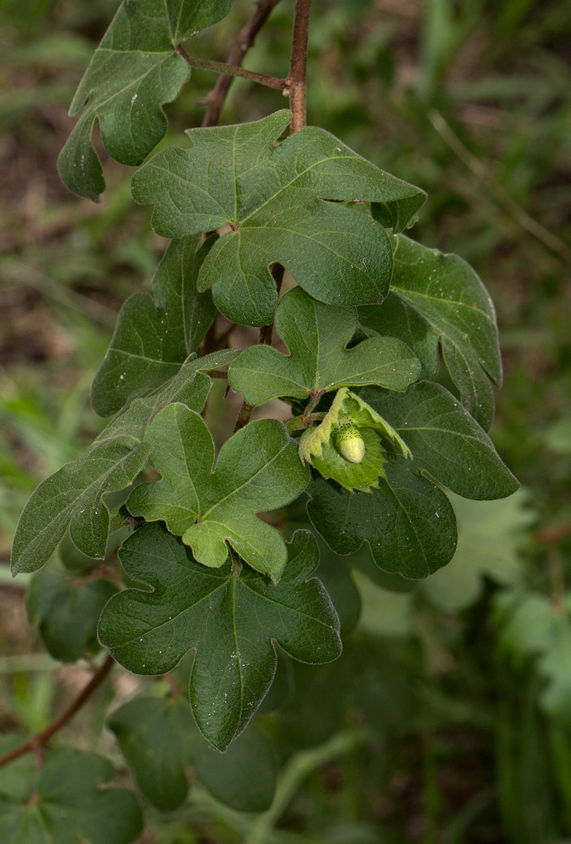 Gossypium herbaceum subsp. africanum var. africanum Gossypium herbaceum subsp. africanum var. africanum