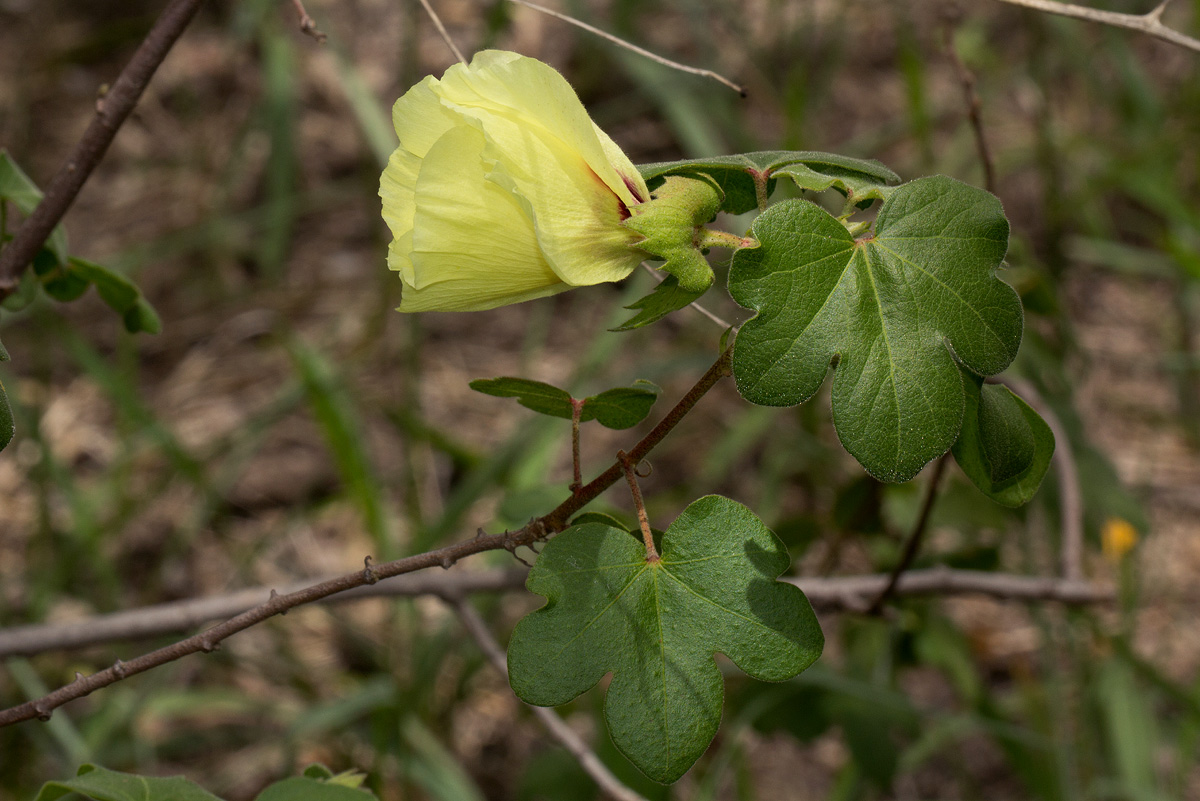 Gossypium herbaceum subsp. africanum var. africanum Gossypium herbaceum subsp. africanum var. africanum