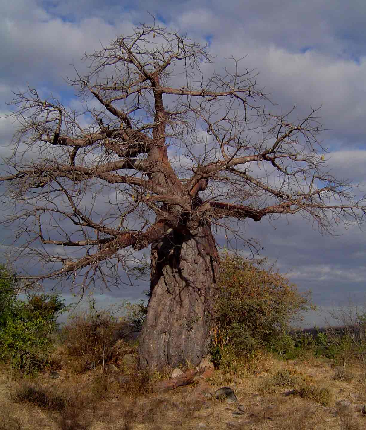 Adansonia digitata Adansonia digitata