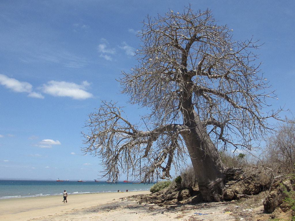 Adansonia digitata Adansonia digitata