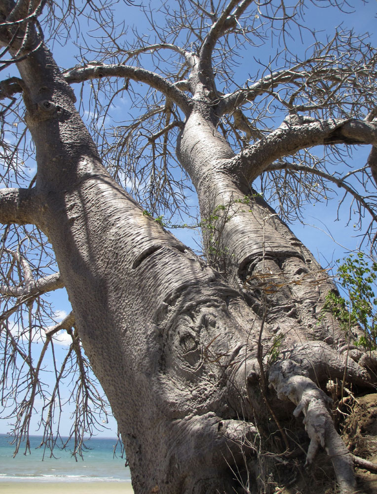 Adansonia digitata Adansonia digitata