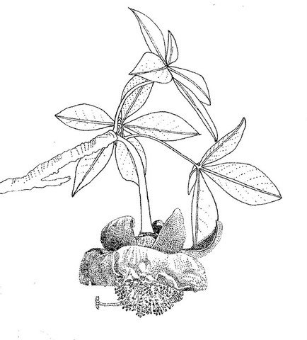 Adansonia digitata Adansonia digitata