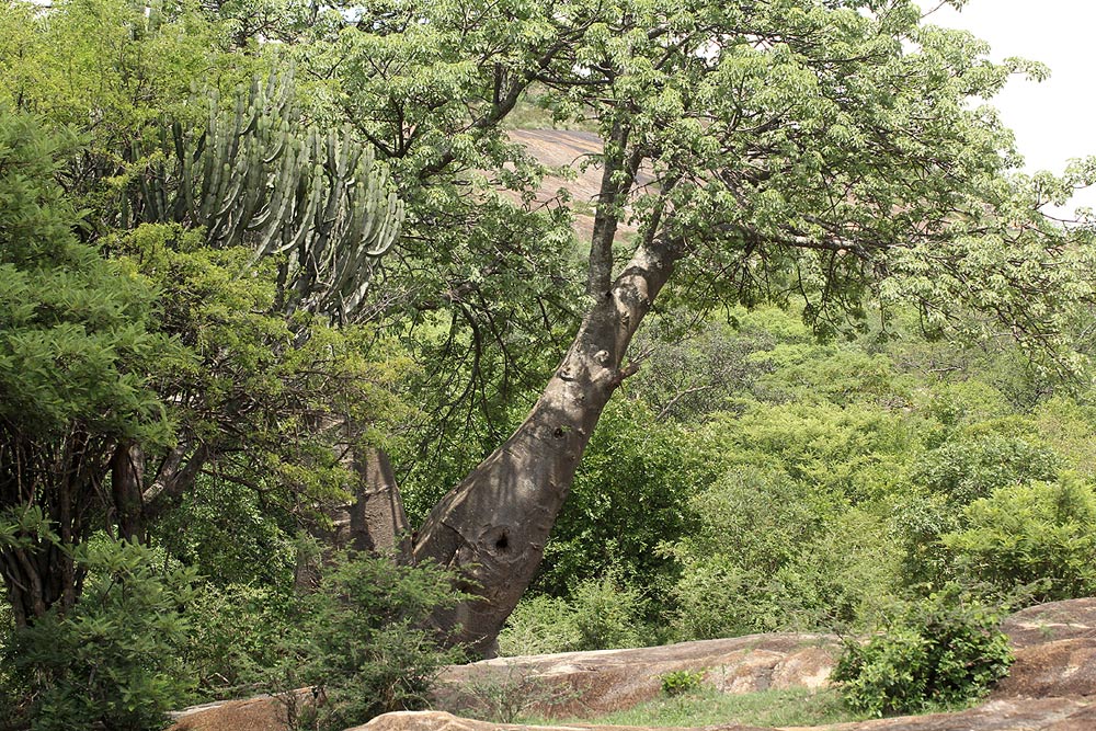 Adansonia digitata Adansonia digitata