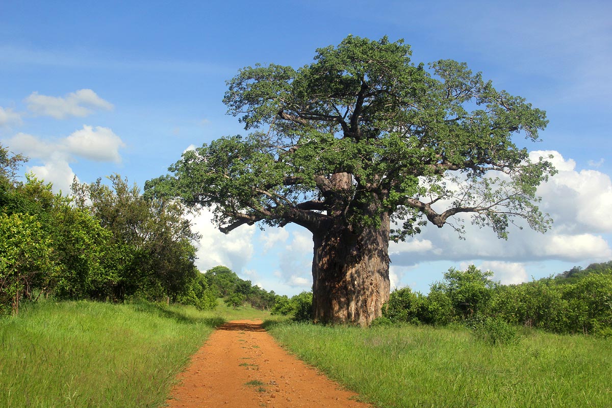 Adansonia digitata Adansonia digitata