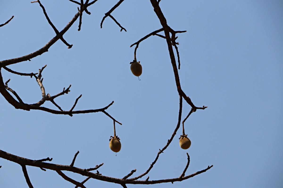 Adansonia digitata Adansonia digitata