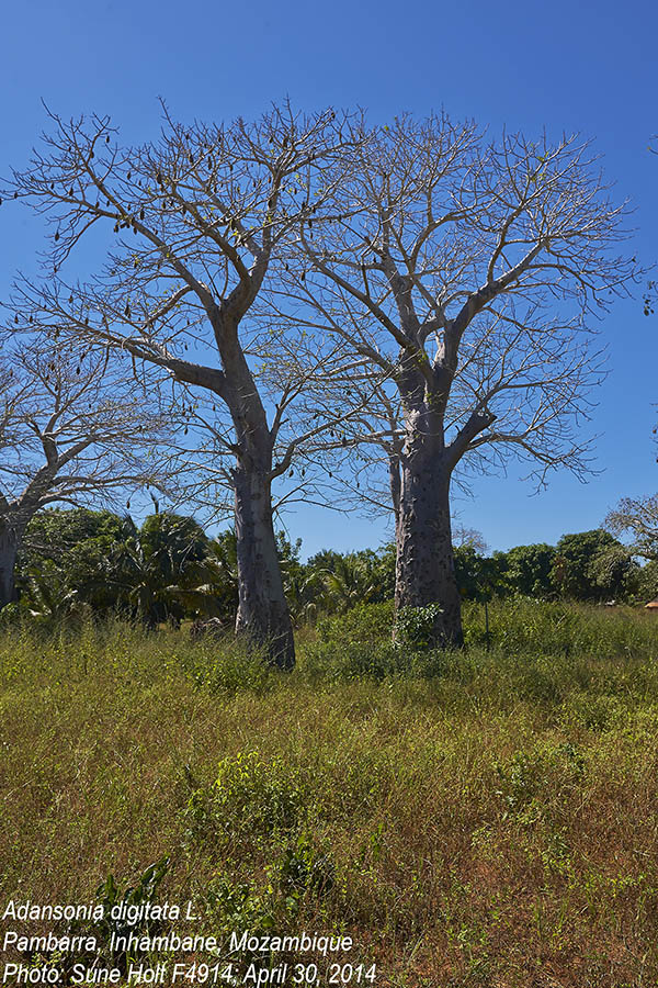 Adansonia digitata Adansonia digitata