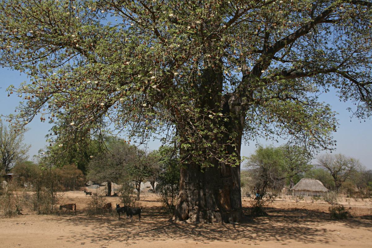 Adansonia digitata Adansonia digitata