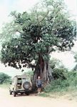 Adansonia digitata