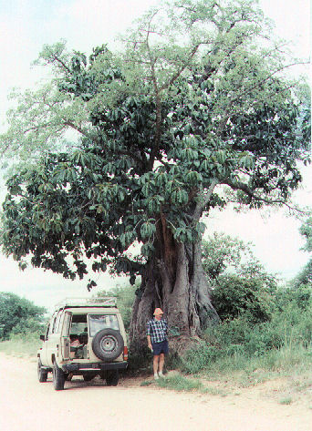 Adansonia digitata Adansonia digitata