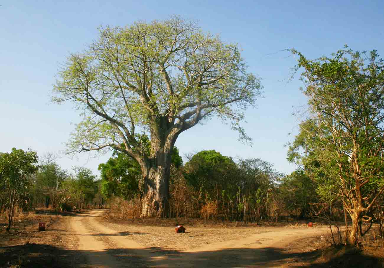 Adansonia digitata Adansonia digitata