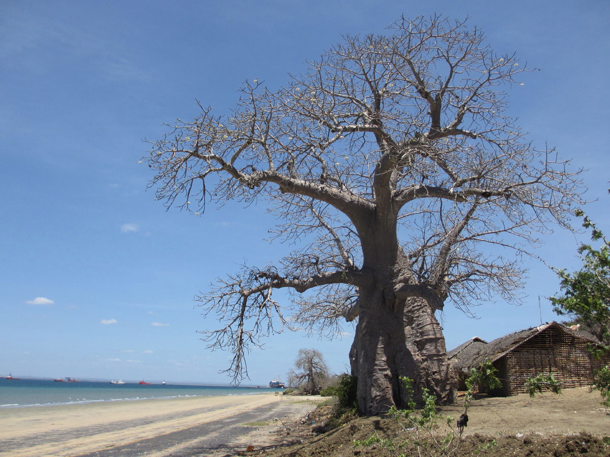 Adansonia digitata Adansonia digitata
