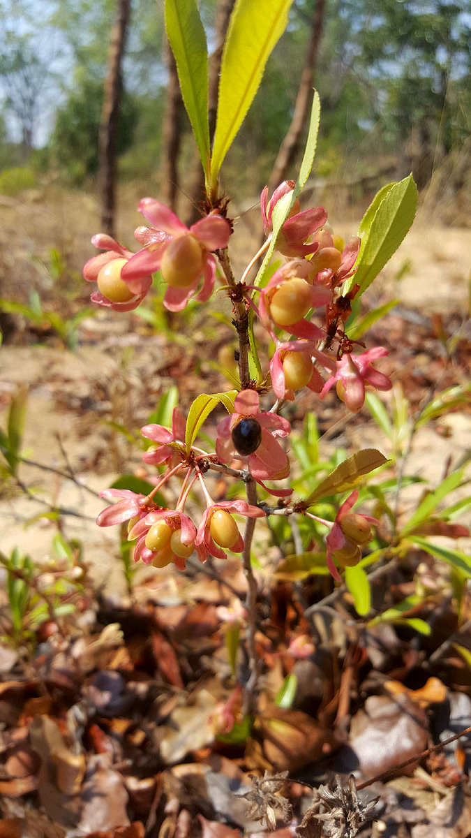 Ochna arenaria Ochna arenaria